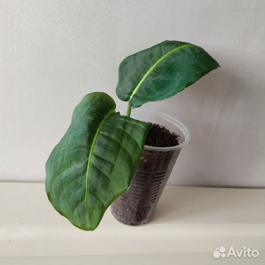 Ароидные, Диффенбахия Рефлектор