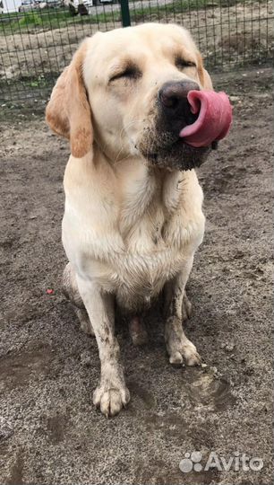 Лабрадор для вязки