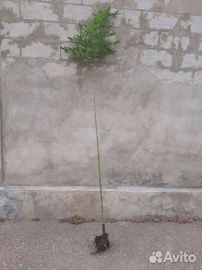 Бамбук садовый