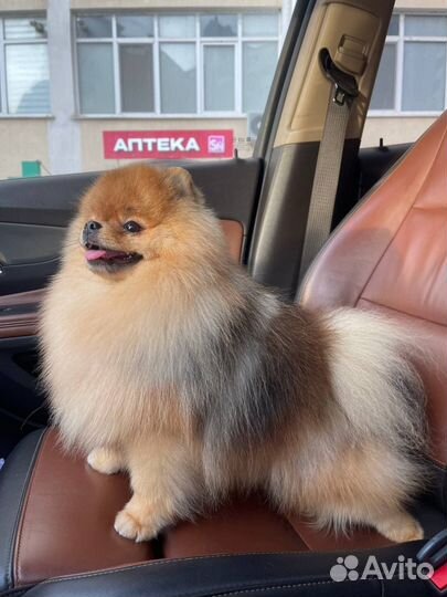 Померанский шпиц, вязка, кобель