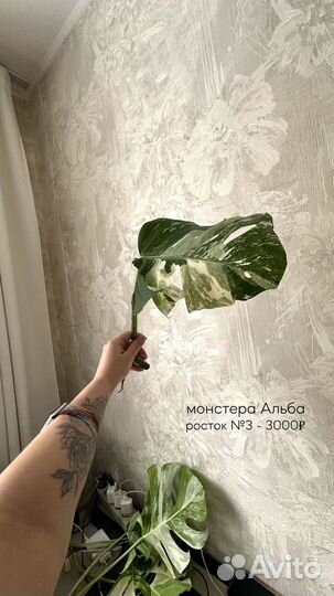 Монстера альба