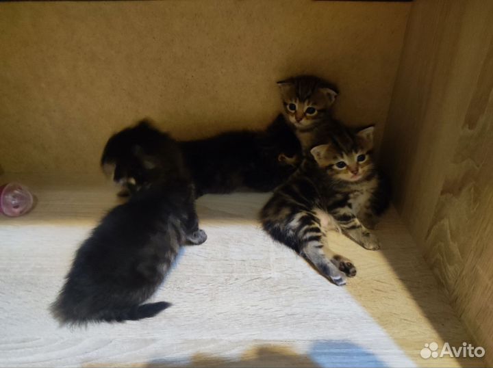 Котята