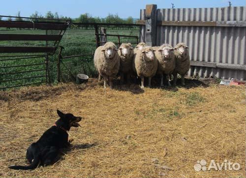 Собака пастух, щенки австралийского келпи, питомни