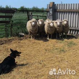 келпи - Купить недорого собаку или щенка🐕 в Ставропольском крае | Цены на  собак разных пород | Авито