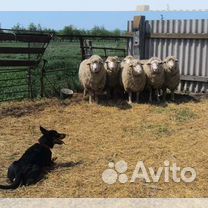 Собака пастух, щенки австралийского келпи, питомни