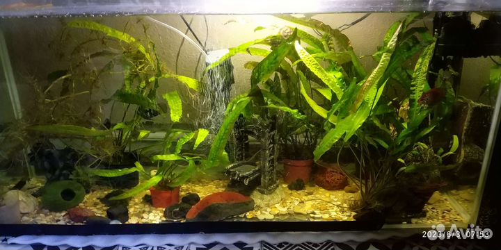 Аквариум