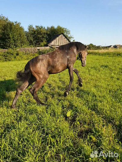 Кобыла орловка