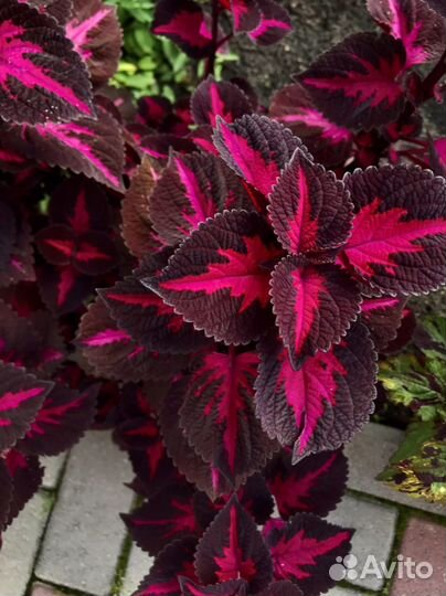 Колеусы сортовые