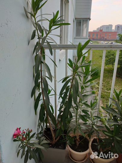 Олеандр махровый