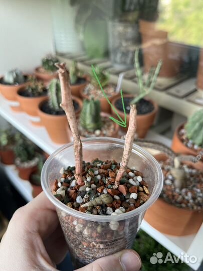 Эуфорбия платиклада