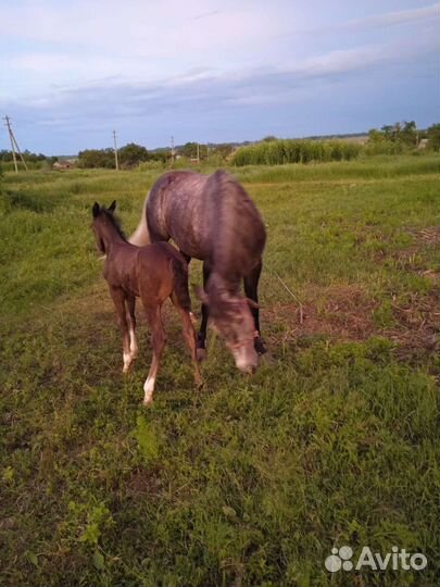 Лошадь5 лет с жеребенком