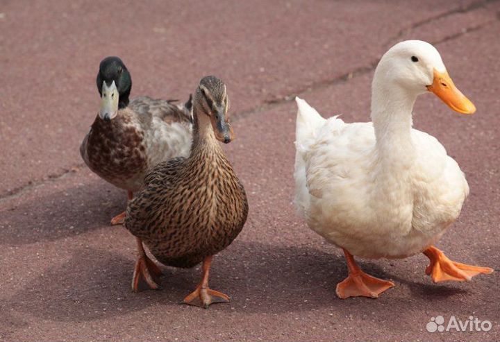 Гуси суточные. Гусята. Утки, индюшаткИ