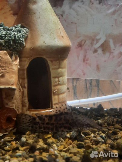 Аквариумные рыбки