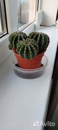 Кактусы и суккуленты