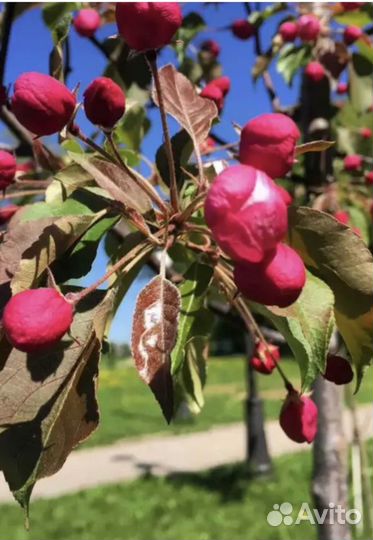 Декоративная яблоня