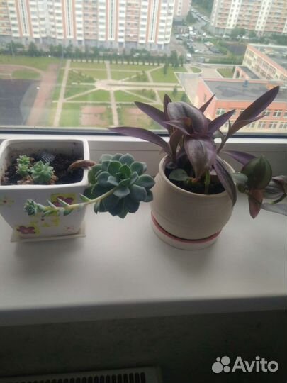 Комнатные Цветы в горшках