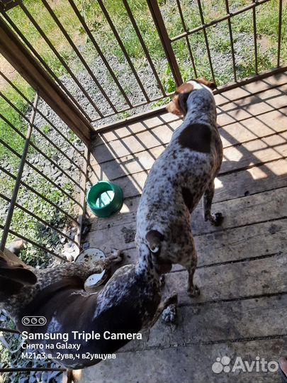 Щенки курцхаара