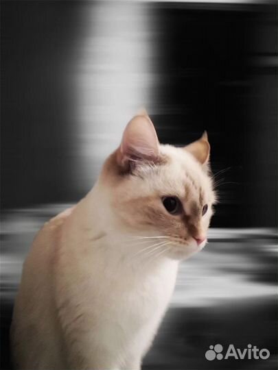 Отдам кошечку красавицу
