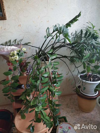 Продам цветы комнатные