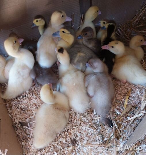 Мускусные утята