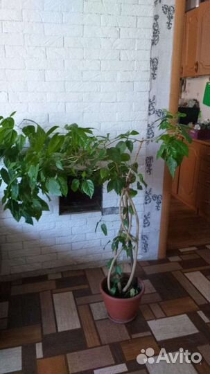 Китайская роза