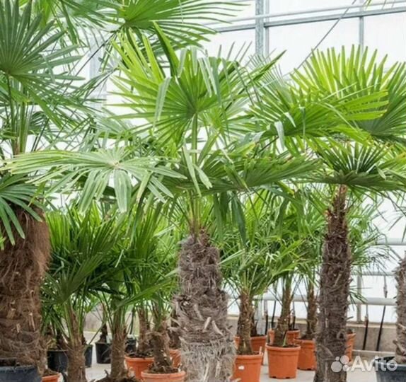 Пальма трахикарпус