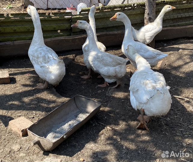 Гуси, утки (бегунок)