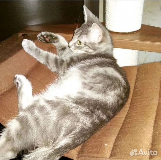 Котик Арчи