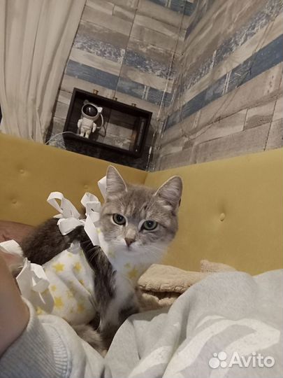 Кошка