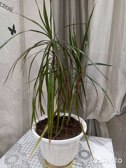 Пальма драцена