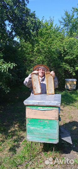 Пчелосемьи, отводки Среднерусской пчелы