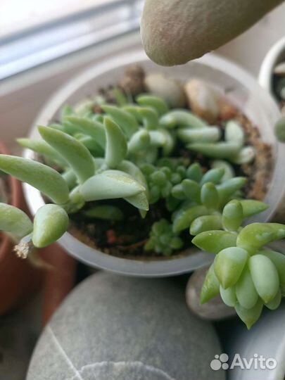 Растение суккуленты очиток