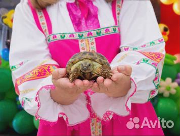 Аниматоры Анапа, Новороссийск, Крымск, Темрюк