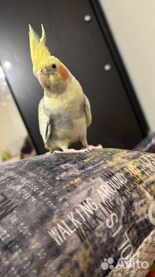 Попугай корелла с клеткой