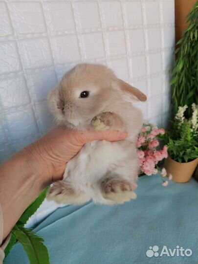 Малыши вислоухие карликовые