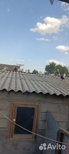 Голуби продажа бойные и летные