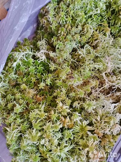 Мох сфагнум живой
