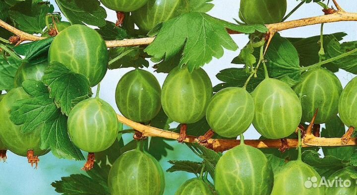 Крыжовник. Саженцы