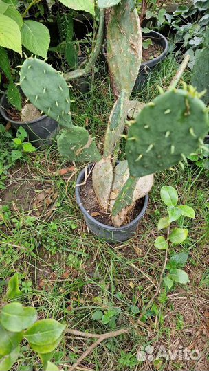 Кактус опунция уличный