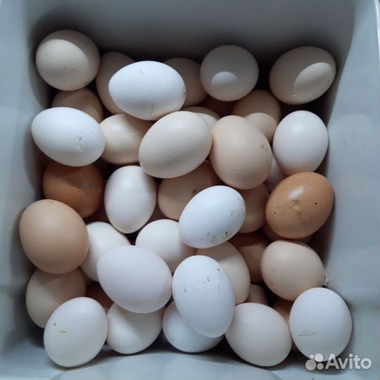 Домашние куриные яйца с доставкой надом