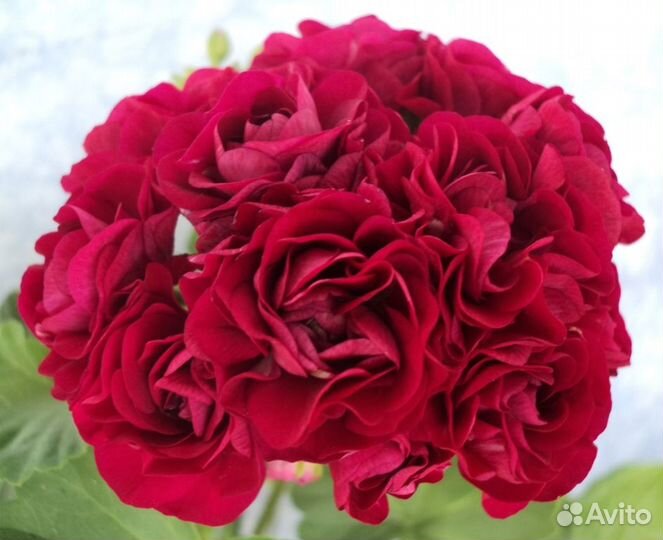 Пеларгония розебудная