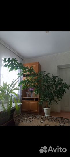 Фикус бенджамина большой