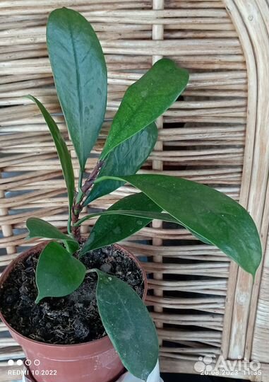 Фикус бокальчатоприлистниковый редкий
