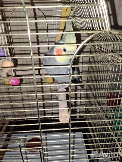 Попугай корелла с клеткой