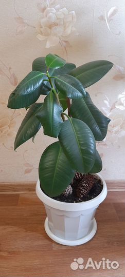 Комнатные растения Фикус