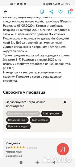 Чистопородные зааненские козочки