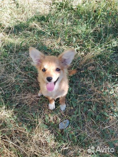 Подарю собачку