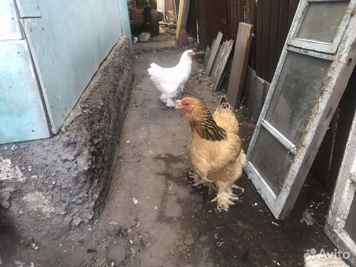 Куры несушки