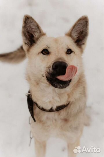 Собака Кисонька