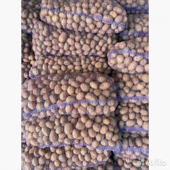 Семенной картофель гала